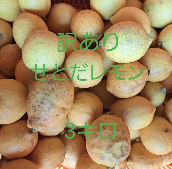 訳あり!! ☆せとだレモン☆ 3キロ 瀬戸田産 広島県 農家直送