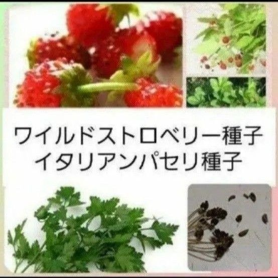 【同梱で50円値引き】種セット ワイルドストロベリー・イタリアンパセリ 各15個