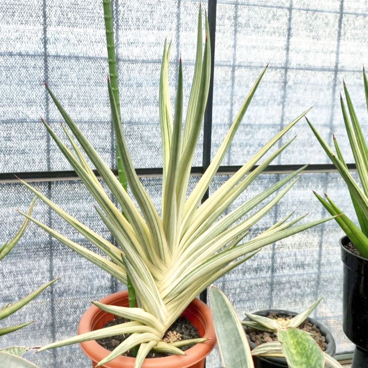 Yahoo!オークション -「サンスベリア」(観葉植物) の落札相場 Yahoo!オークション -「サンスベリア」(観葉植物) の落札相場