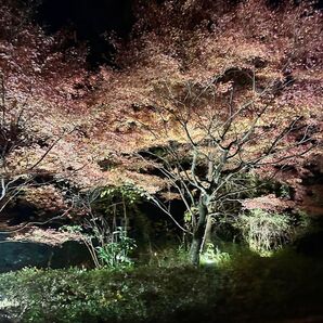 イルミネーション画像 画像データ