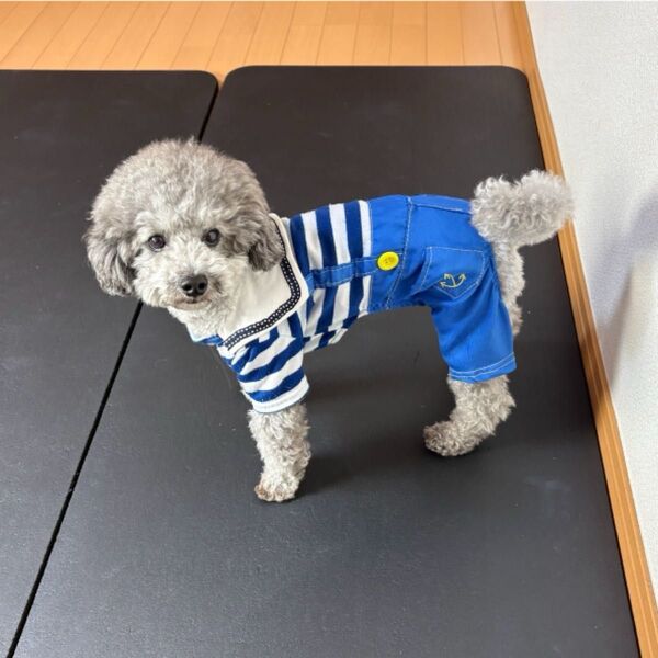 犬用古着 セーラー服風つなぎ ブルー