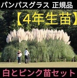 【4年生苗】白+ピンクの苗/大型のパンパスグラスの苗/激レア/70センチの穂が凄い