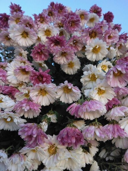 ざる菊 越冬芽10本