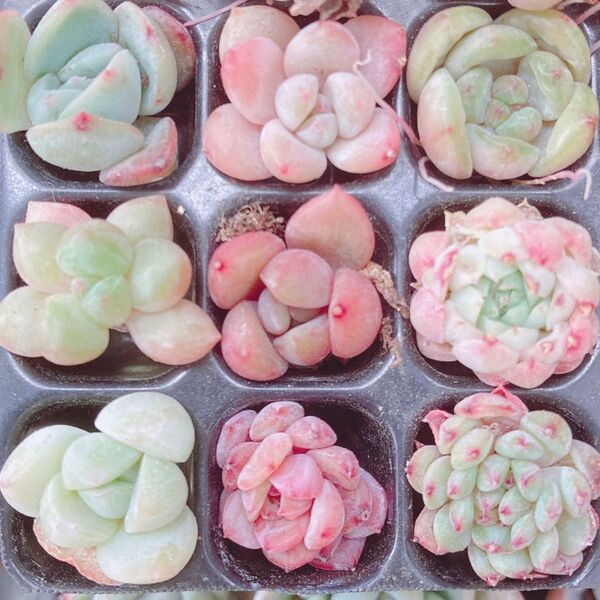 124 ミニミニ苗 多肉植物 韓国苗 ミックス 9苗セット!!