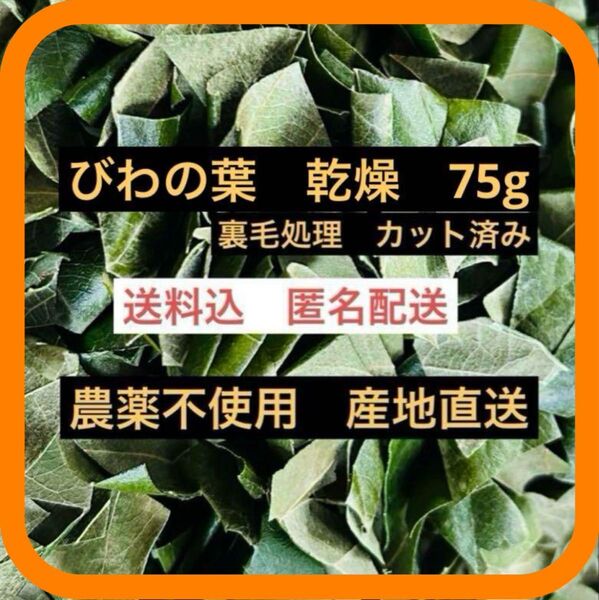 75g びわの葉 枇杷の葉カット裏毛処理済 農薬不使用 産地直送 茶 エサ 餌
