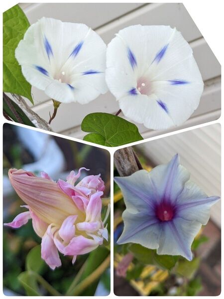 朝顔の種 3種類セット (白30粒 ピンク30粒 水色星型朝顔5粒)