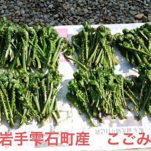 岩手雫石町産 天然 無農薬 初摘みコゴミ ネコポスパンパン