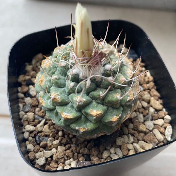 菊水 ストロンボカクタス 実生 サボテン
