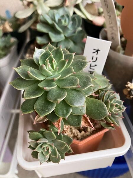多肉植物 エケベリア オリビア子株付き 根付き抜き苗 3/31撮影