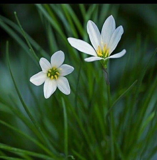 ゼフィランサスの種80粒セット☆秋の花☆白い花