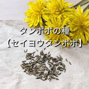 タンポポの種【セイヨウタンポポ】 約100粒