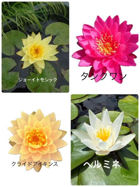 選べる温帯性睡蓮2株セット