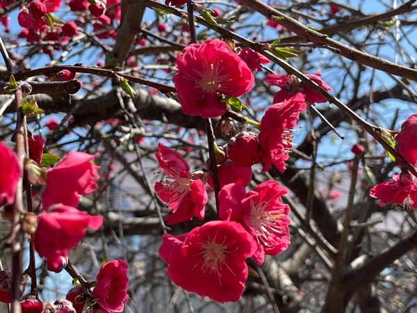 しだれ梅 挿し穂 15本 ■送料無料 ゆうパケット発送 梅 枝垂れ梅 春の花