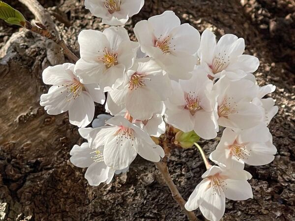 桜 ソメイヨシノ 挿し穂 15本■送料無料 ゆうパケット 挿木 庭木 さくら