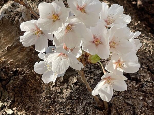 桜 ソメイヨシノ 挿し穂 15本■送料無料 ゆうパケット /挿木 庭木 さくら