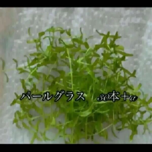 水草 パールグラス30本+α