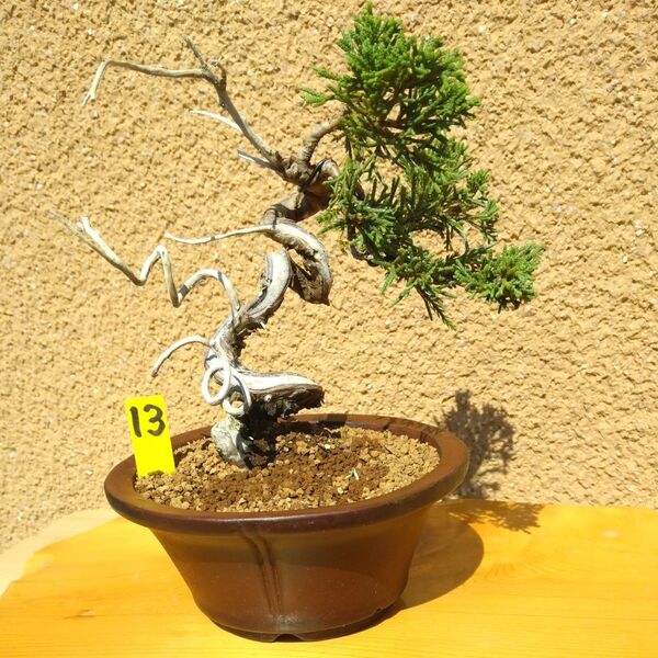 糸魚川真柏小品盆栽13番