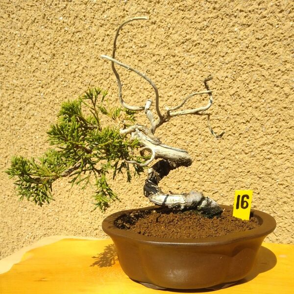 糸魚川真柏小品盆栽16番