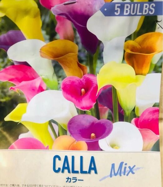 カラー5色5球 ミックスCALLA 5BULBS Mix