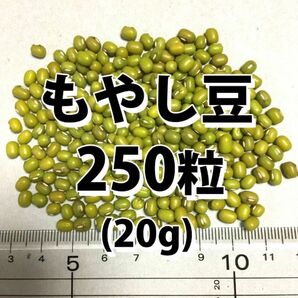 【250粒以上】もやし 緑豆 種 タネ たね 20g 自由研究