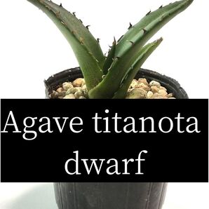 アガベ チタノタ ドワーフ(姫厳龍)1苗