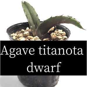 アガベ チタノタ ドワーフ(姫厳龍)1苗