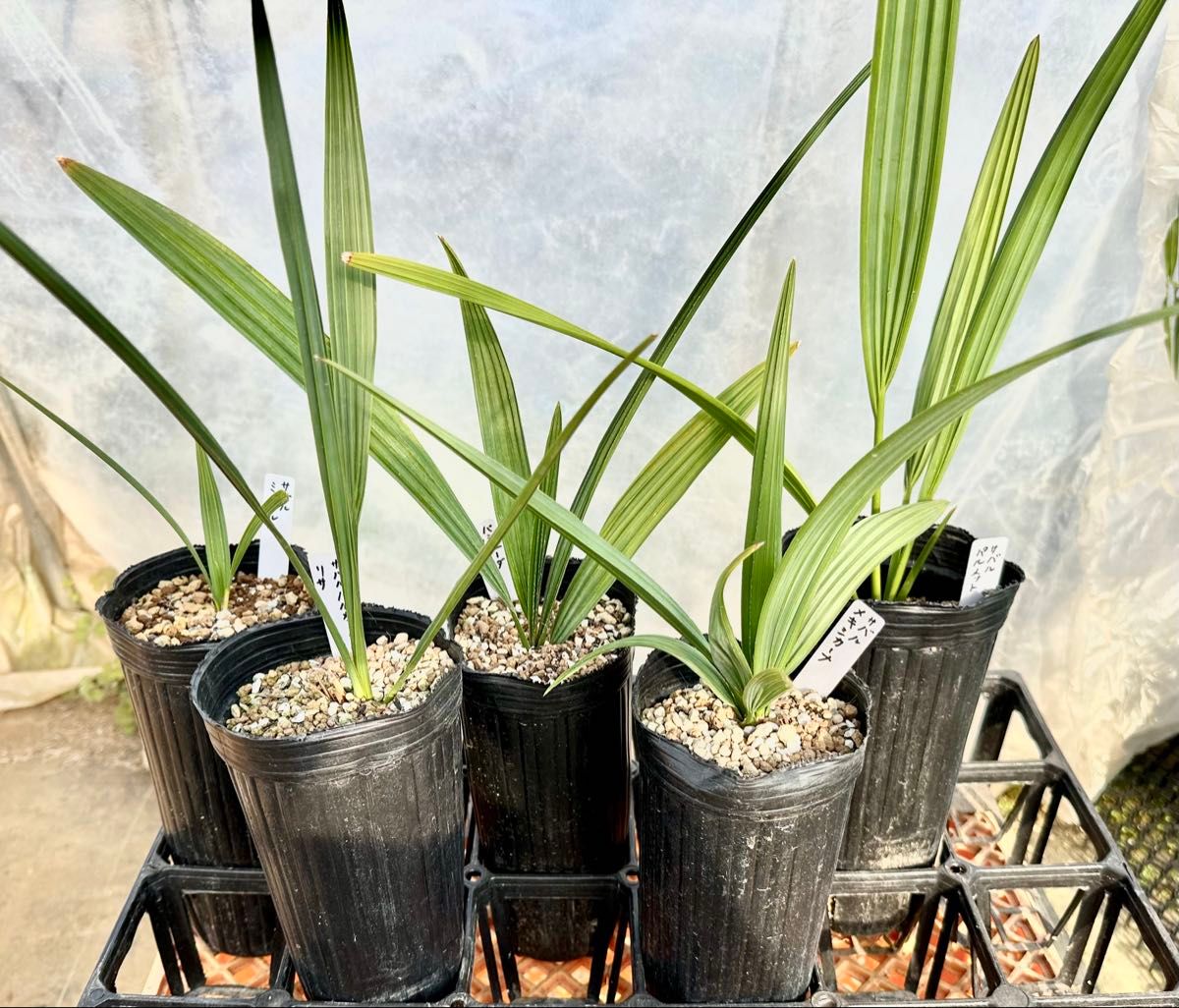 オニサバルヤシ 3株寄せ植え 1ポット|Yahoo!フリマ(旧PayPay オニサバルヤシ 3株寄せ植え 1ポット|Yahoo!フリマ(旧PayPay