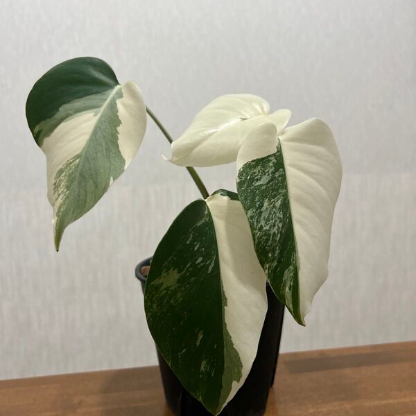 モンステラ ボルシギアナ ホワイトタイガー Monstera BORSIGIANA 斑入り