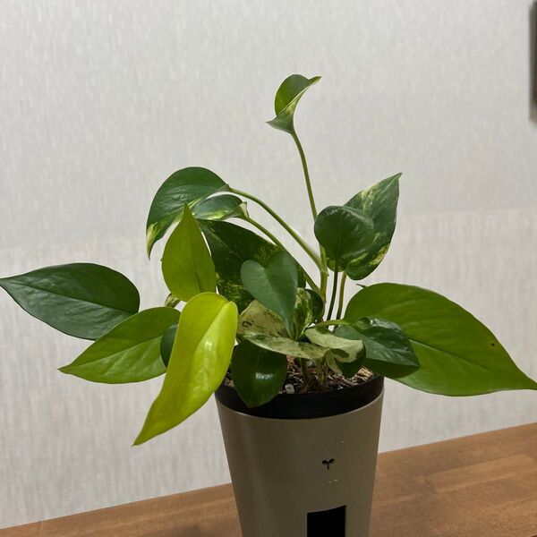ポトス4種寄せ植え ゴールデン、ライム、テルノアマゾン、ステータス 観葉植物 斑入り