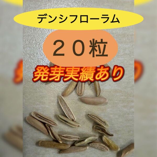 パキポディウム デンシフロラム 種子20粒