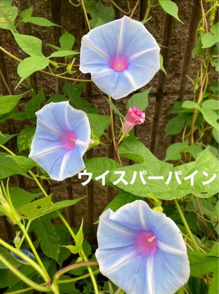 朝顔の種 ウイスパーパイン 20粒