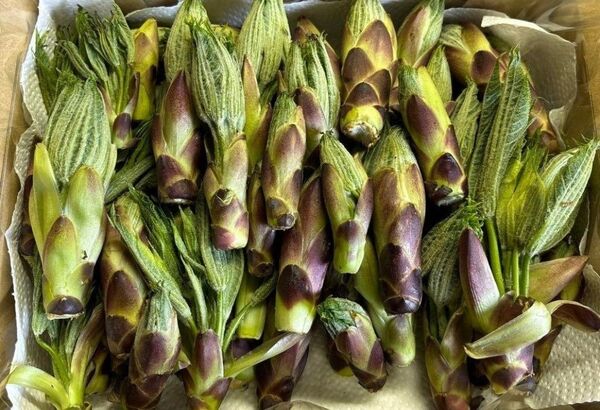 限定価格! 北海道産 天然ハリギリ♪ 300g