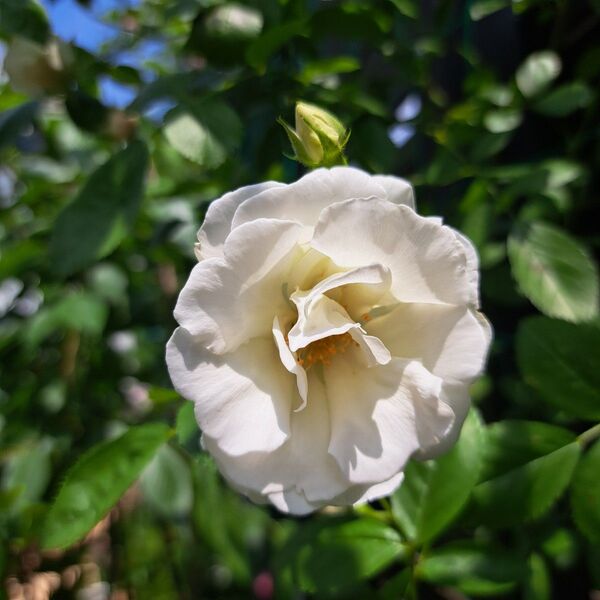 薔薇苗 つるバラ 微香 サマースノー
