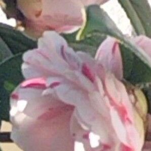 椿 特選品種 挿し木用 3本 白ベースで桃色のマーブル 珍種