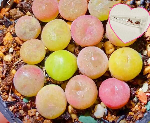 多肉植物 種子激レアコノフィツム コンカブム 10粒+α 実生