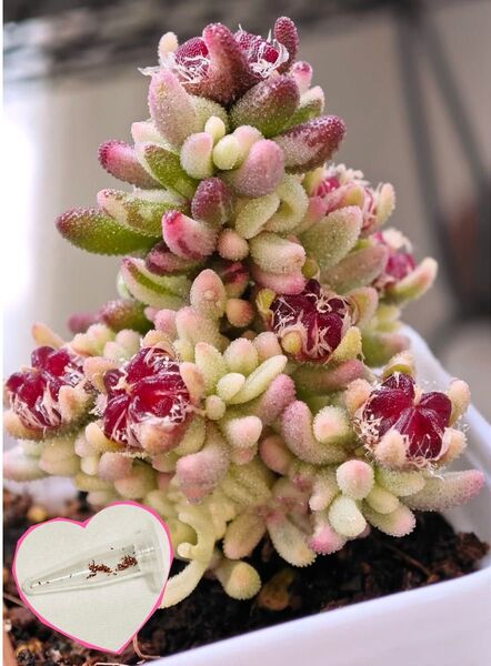 多肉植物 種子 限定レッド ドロサンセマム エブレネウム 錦10粒+α