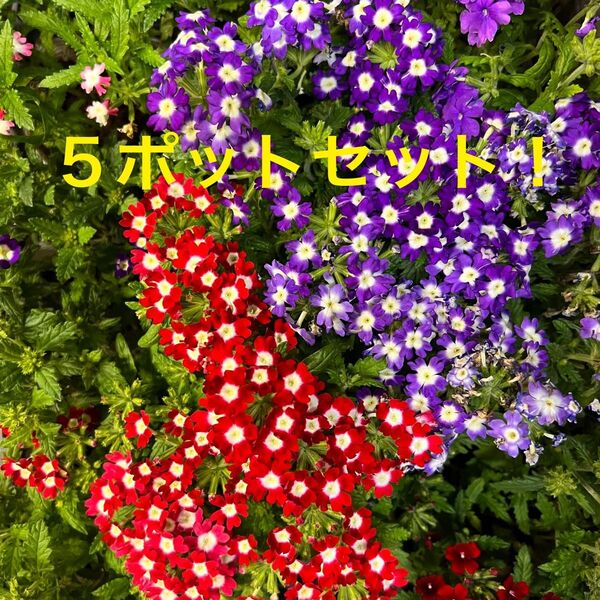花苗、ポット苗、バーベナセット5ポット