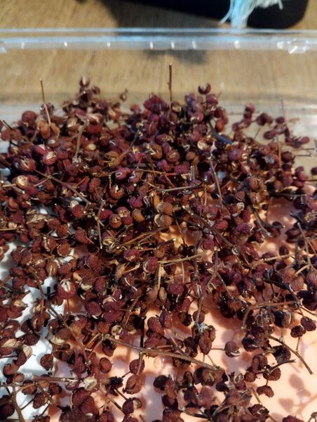 赤山椒20g
