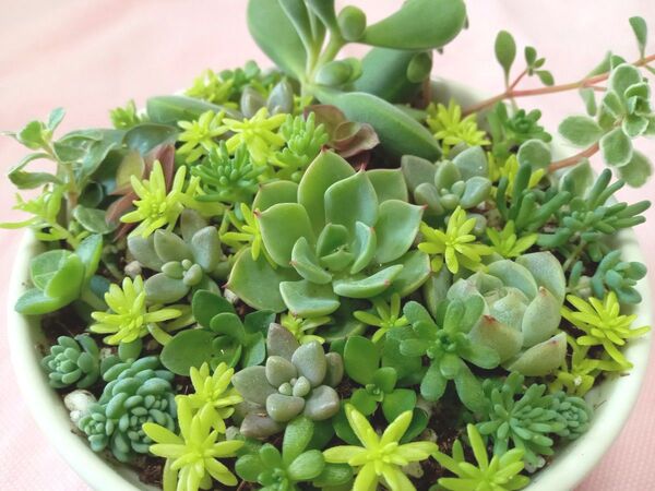 多肉植物 カラフル 色鮮やか ちまちま 詰め合わせ カット苗 寄せ植え