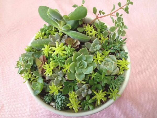 多肉植物 カラフル 色鮮やか ちまちま 詰め合わせ カット苗 寄せ植え