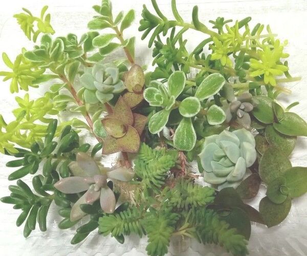 カラフル 色鮮やか 詰め合わせ カット苗 育てやすい お試し 多肉植物 寄せ植えに 初心者の方にも セダム
