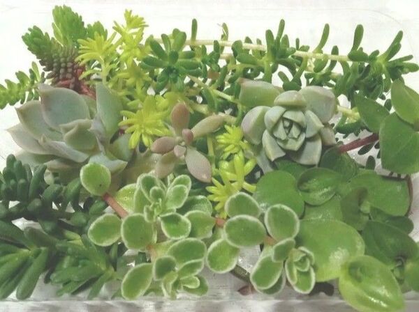 お試し寄せ植えセット いっぱい 初心者の方 育てやすい 詰め合わせ 多肉植物 おまかせ カット苗 カラフル 色鮮やか