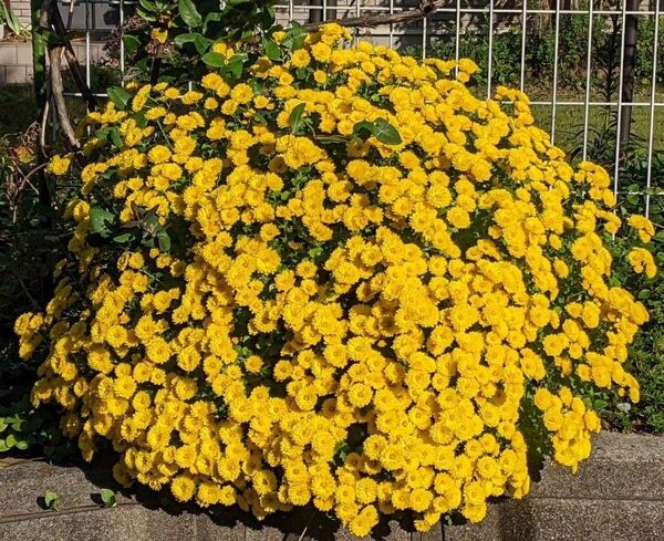 ざる菊 ザル菊 ドーム菊 苗 冬至芽 黄色 10本
