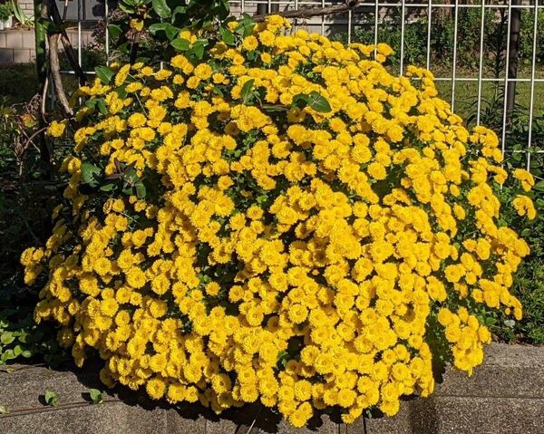 ざる菊 ザル菊 ドーム菊 苗 冬至芽 黄色 10本