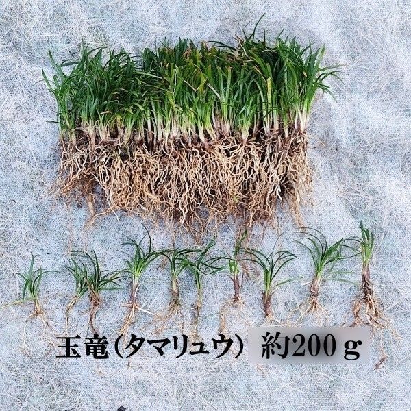 玉竜・タマリュウ 抜き苗 200g(約100株前後)最大2kgまで(要コメント)
