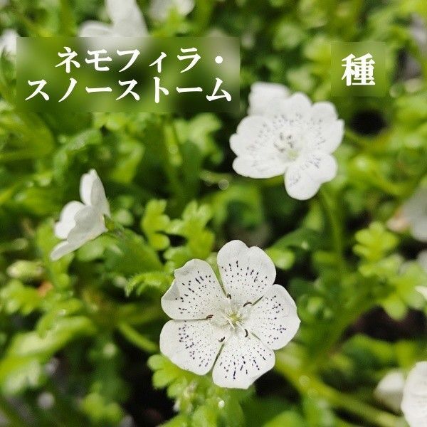 寒地・寒冷地向き 花の種 ネモフィラ・スノーストーム50粒 一年草