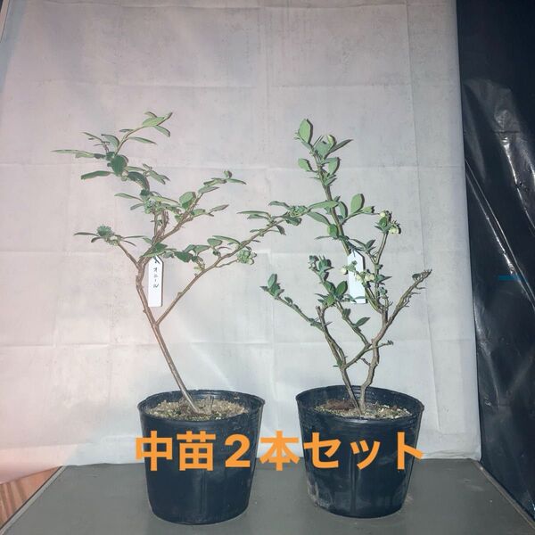 ブルーベリー苗サザンハイブッシュ中苗2本4/30-2