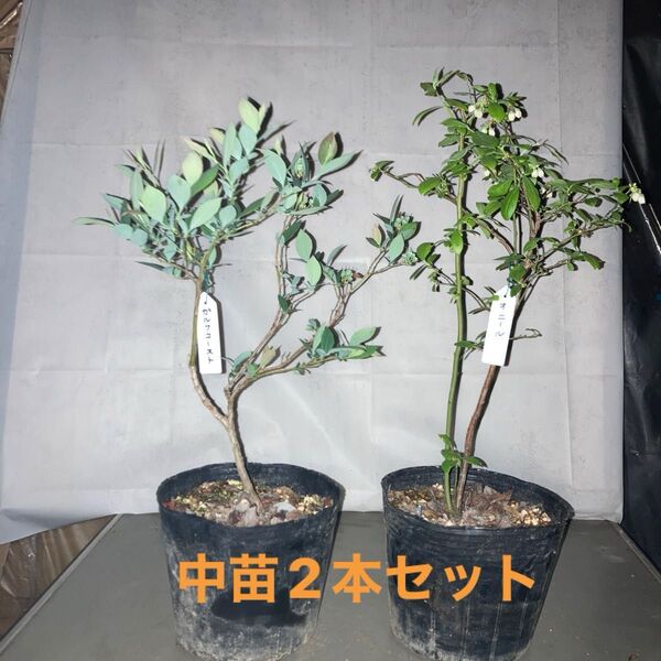 ブルーベリー苗サザンハイブッシュ中苗2本4/30-3