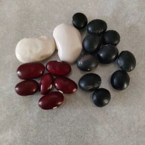 黒大豆 白花豆 金時豆 種セット