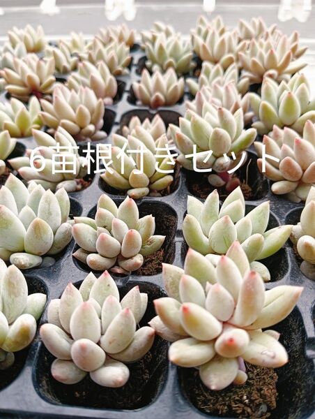ソロモン6苗根付きセット エケベリア 多肉植物